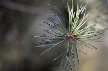 Naklejka na ściany i meble pine needles. cones. tree. background .spruce. fir. pine. nature.