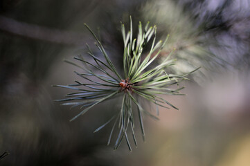 pine needles. cones. tree. background .spruce. fir. pine. nature.