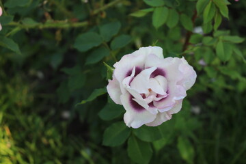 Multicolor rose bloom on a bush in a park in summer