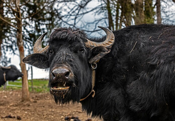 Domestic buffalo in its enclosure at the farm yard