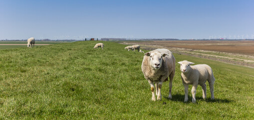 Fototapeta na wymiar Panorama of a mother sheep and lamb in Groningen, Netherlands