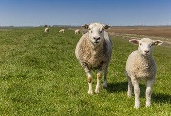 Mother and child sheep on a dike in Groningen, Netherlands