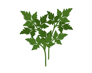 Parsley isolated on white background hand drawn flat vector illustration.