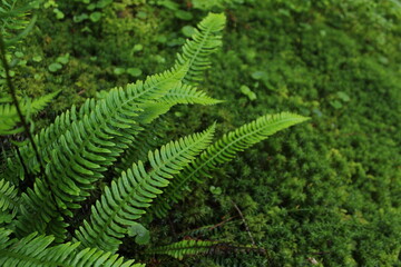 fern leaves