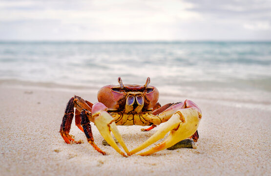 Red crab, Cocos (Keeling) Islands, Indian Ocean, Asia