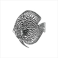 Symphysodon, colloquially known as Discus Fish, Silhouette Illustration of the Discus Fish for Logo, Icon, Symbol, or Graphic Design Element. Vector Illustration