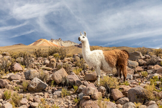 Llamas (Lama glama), feeding near Coqueza, a small town near the Thunupa Volcano, Salar de Uyuni, Bolivia
