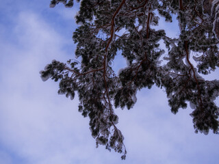 Winter background - fluffy pine branches covered with snow against the sky, bottom view up