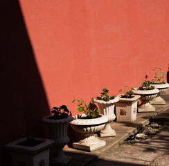Potted plants in classic baroque pots standing on the ground in front of orange brown painted wall. Warm evening light, deep diagonal shadow. Conceptual square photo with free copy space for text.