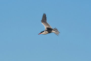 Fototapeta na wymiar Sandwich Tern in flight, Patagonia Argentina.