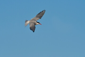 Sandwich Tern in flight, Patagonia Argentina.