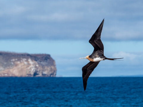 A juvenile great frigatebird (Fregata minor) in flight on North Seymour Island, Galapagos