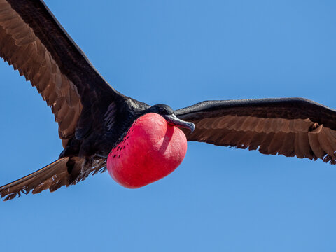 An adult male great frigatebird (Fregata minor) in flight with extended gular, North Seymour Island, Galapagos