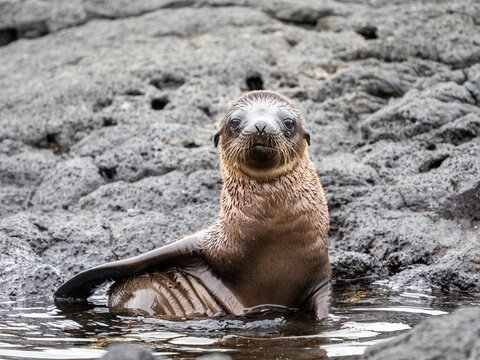 Galapagos sea lion (Zalophus wollebaeki), pup in Puerto Egas, Santiago Island, Galapagos