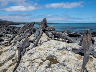 Adult Galapagos marine iguanas (Amblyrhynchus cristatus), on Fernandina Island, Galapagos