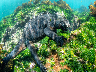 Adult male Galapagos marine iguana (Amblyrhynchus cristatus), underwater, Fernandina Island, Galapagos