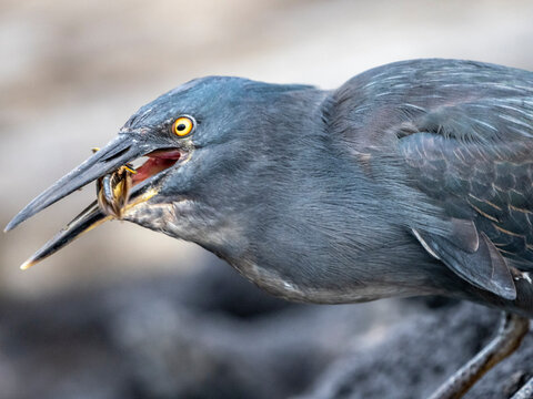An adult Galapagos heron (Butorides sundevalli) with a locust, Puerto Egas, Santiago Island, Galapagos