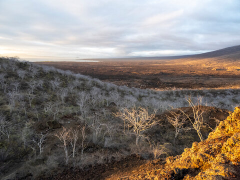 Palo Santo trees at sunset in Tagus Bay on Isabela Island, Galapagos, UNESCO World Heritage Site