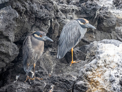 A pair of adult yellow-crowned night herons (Nyctanassa violacea), Puerto Egas, Santiago Island, Galapagos