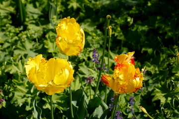 Gelb-orange blühendeTulpen,  (Tulipa), Blumenbeet, Deutschland