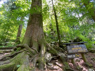 Mixed mountain forest in the area of Golubinjak forest park in Gorski kotar - Sleme, Croatia...