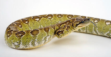 Madagaskar-Hundskopfboa // Madagascar tree boa (Sanzinia madagascariensis)