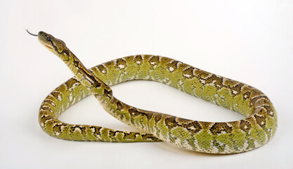 Madagaskar-Hundskopfboa // Madagascar tree boa (Sanzinia madagascariensis)