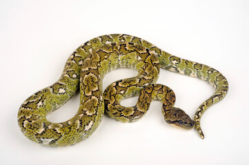 Madagascar tree boa // Madagaskar-Hundskopfboa (Sanzinia madagascariensis)