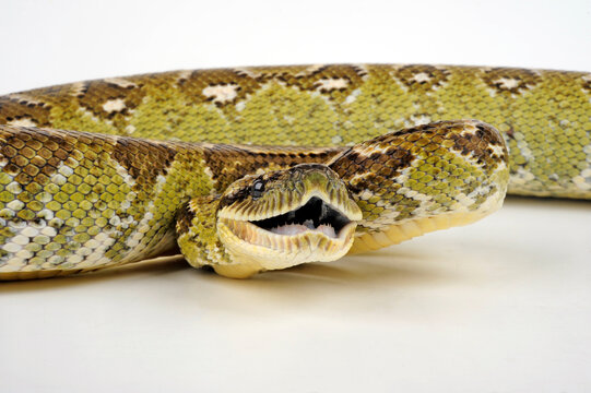 Madagascar tree boa // Madagaskar-Hundskopfboa (Sanzinia madagascariensis)