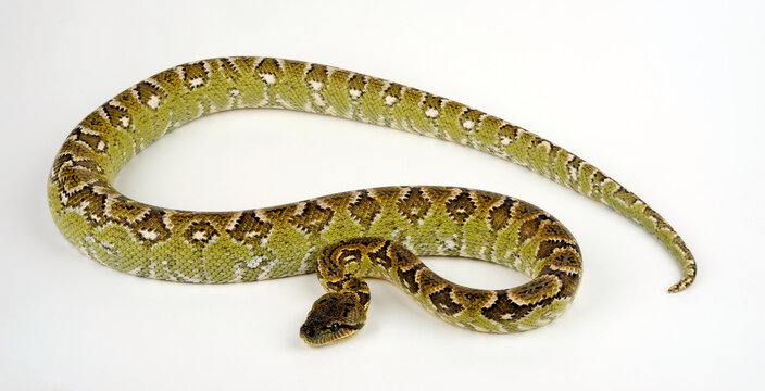 Madagaskar-Hundskopfboa // Madagascar tree boa (Sanzinia madagascariensis)