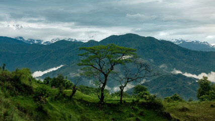 Tree in cloudy mountains 2
