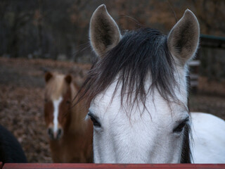 Horizontal view of Andalusian white pony and chestnut mare in the background