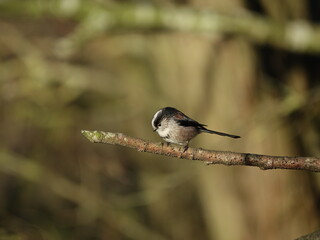 long tailed tit (Aegithalos caudatus) perched on tree branch in forest, during wintertime in UK