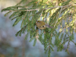 goldcrest (Regulus regulus) searching for small insects on fir tree