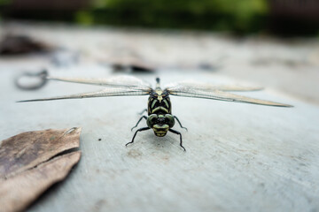 Broken Dragonfly 2