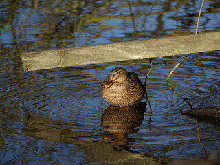 female gadwall (Anas strepera) on pond during winter in UK, partly submerged fence in background