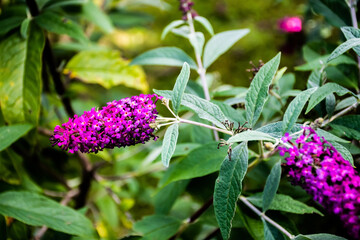 Buddleja davidii plant, also called summer lilac, butterfly-bush, or orange eye.