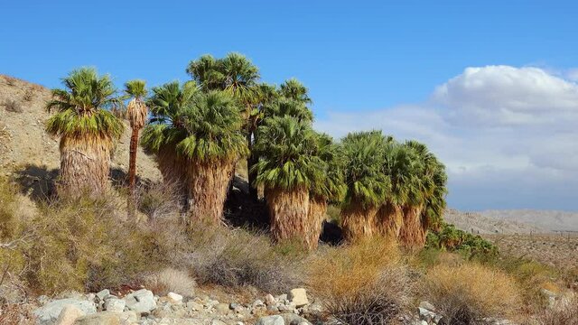 Palm trees rise in the desert at Thousand Palms Oasis near Coachella Valley Preserve. Villis palms oasis.  California