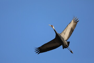 red-crowned crane in flight