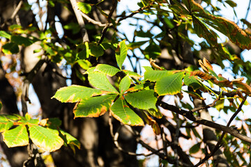 Aesculus hippocastanum branches, also known as horse chestnut, European horse chestnut, buckeye,...