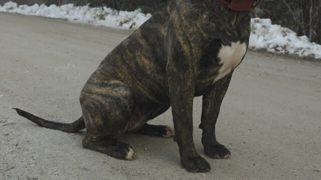 Canario Presa dog sits and waits for the owner's order.