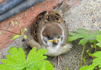 sparrow