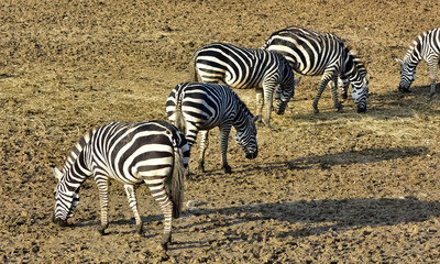 photos of wild animals and zebras