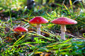 The toxic mushroom Amanita muscaria at Kendlmuehlfilz near Grassau, an upland moor in Bavaria,...
