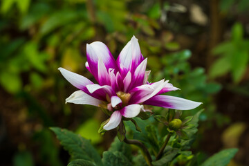 Close-up photo of Dahlia pinnata flower in purple and white colors with natural background