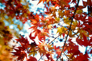 light shining through colourful autumn leaves