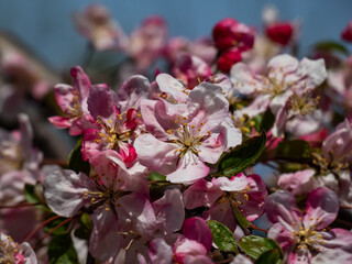 Fototapeta na wymiar Close-up shot of pink and white apple tree blossoms with yellow stamens. Fruit tree flowers among small green leaves. Beautiful pink floral scenery in spring
