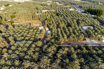 Aerial of the Al Ahsa (Al Hasa) Oasis, largest Oasis in the world, UNESCO World Heritage Site, Hofuf