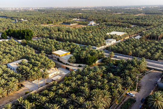 Aerial of the Al Ahsa (Al Hasa) Oasis, largest Oasis in the world, UNESCO World Heritage Site, Hofuf