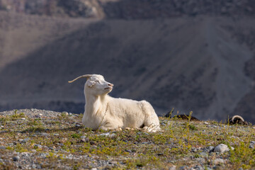 A white domestic goat is resting and basking in the sun on a rock against the background of a mountain.